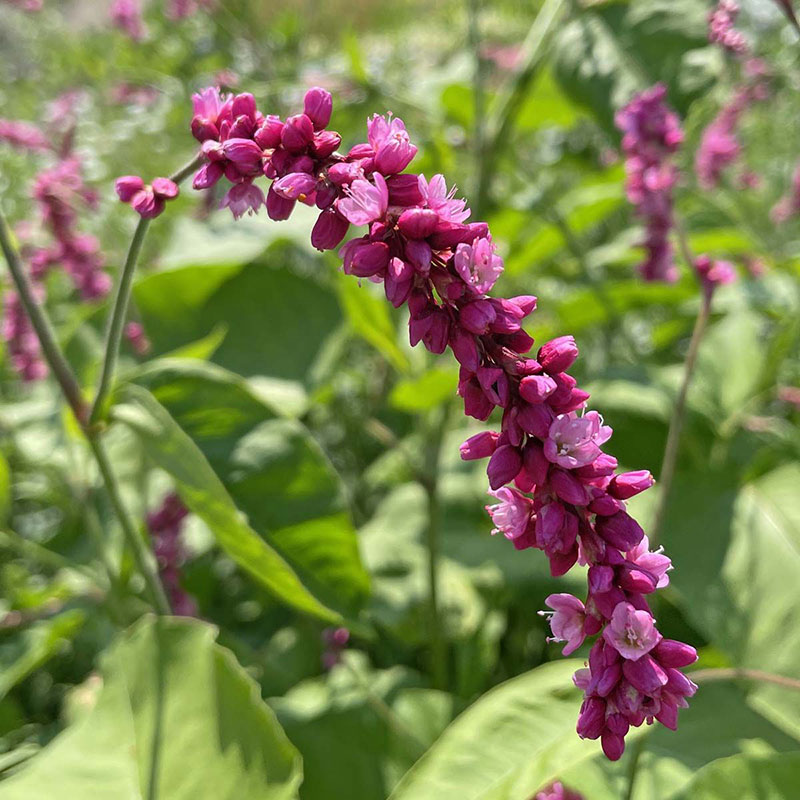 Purpurpilört 'Cerise Pearls'