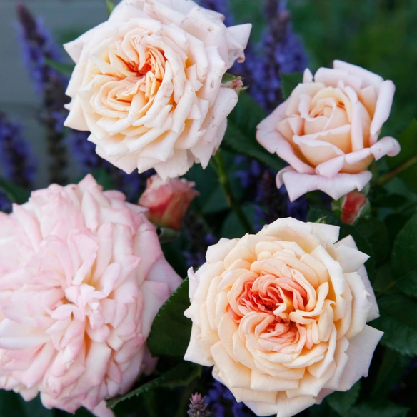 Beetrose, Rosa »Amaretto®«, Blüte: rosa, gefüllt