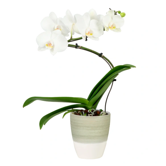 Orchidee, »Baletto Optiflor«, Ø 12 cm, weiß