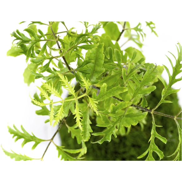 Kibonu Fiederaralie, Polyscias fruticosa »Polyscias Fruticosa«