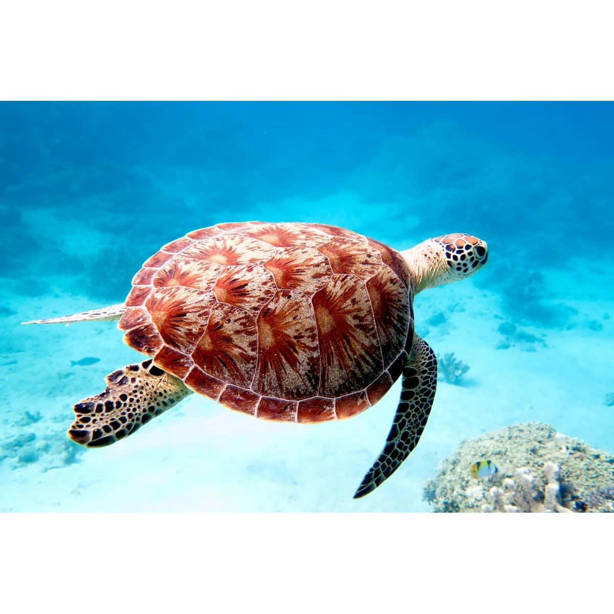 NATURE ÉVASION - Tableau sur toile Tortue verte 65x97 cm