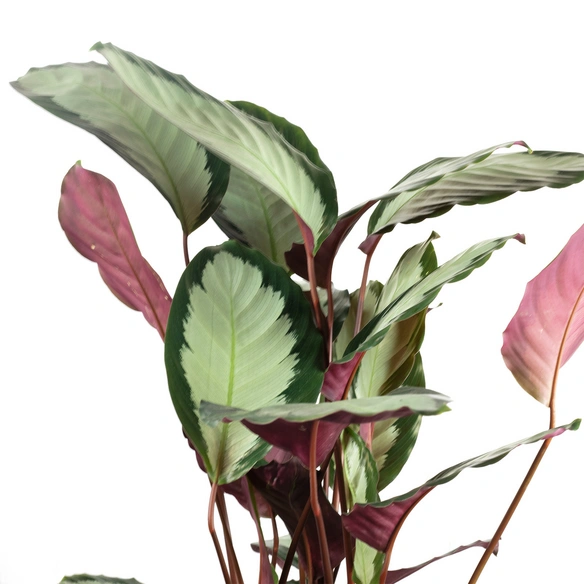 Zimmerpflanze, Korbmarante Ornata - Calathea Picturata - Höhe ca. 75 cm, Topf-Ø 17 cm