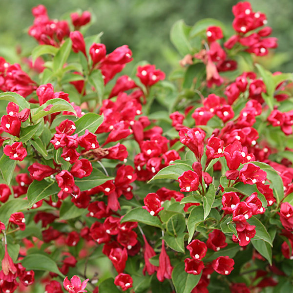 2 x Weigela 'Red Prince' - 50-60 cm pot
