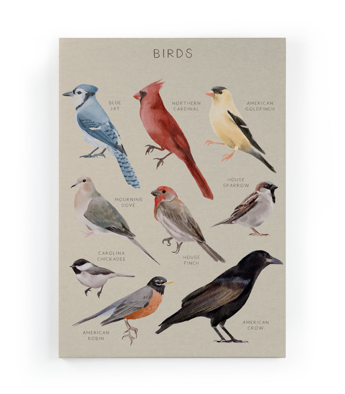 Canvas 60x40 Afdruk Vogels