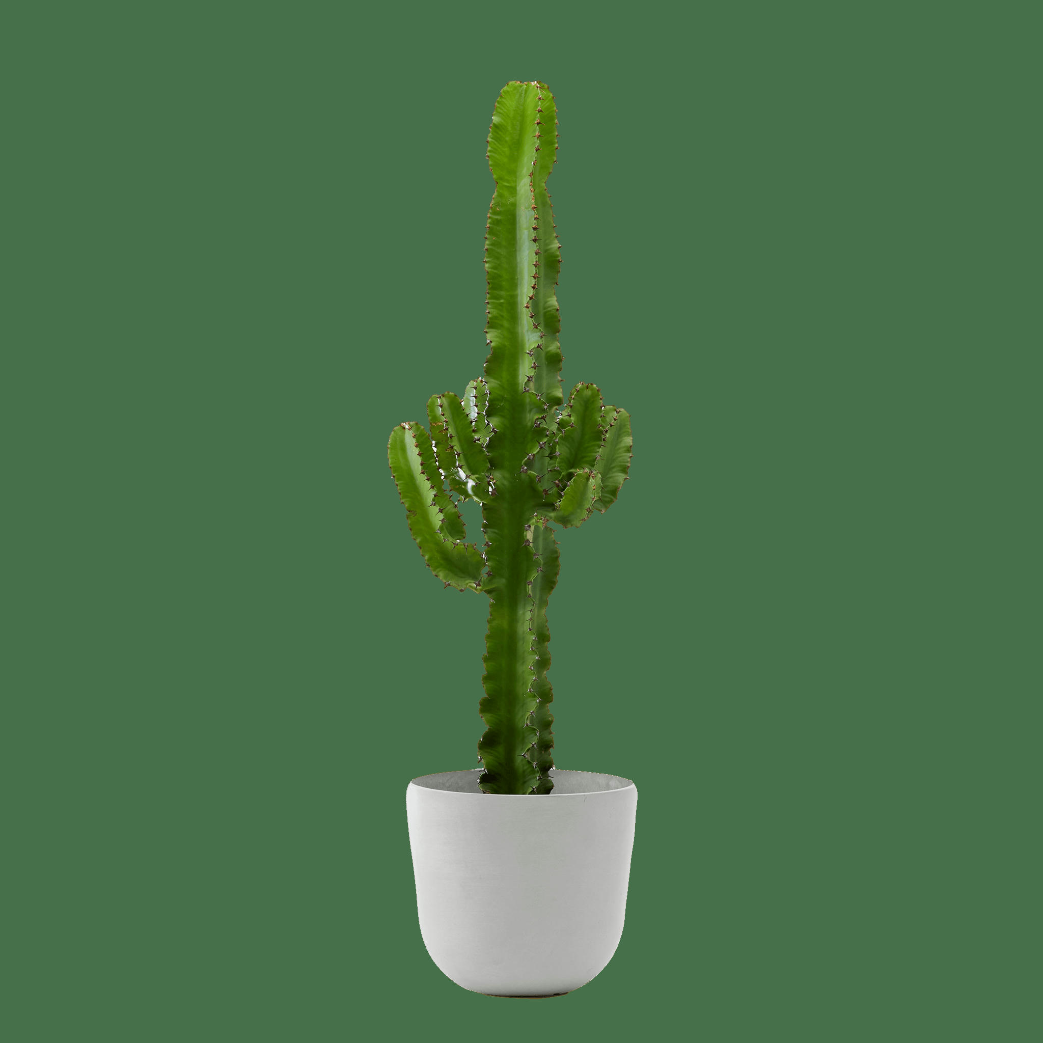- Plante d'intérieur - Cactus Euphorbe de 80 cm en pot blanc gris