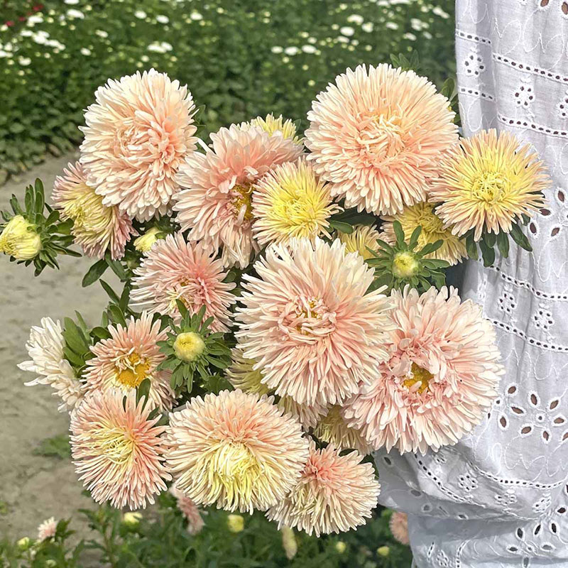 Sommaraster 'King Size Apricot'