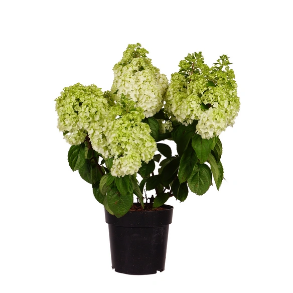 Hortensie, Hydrangea paniculata »Magical Mont Blanc«, weiß, Höhe: 50-60 cm