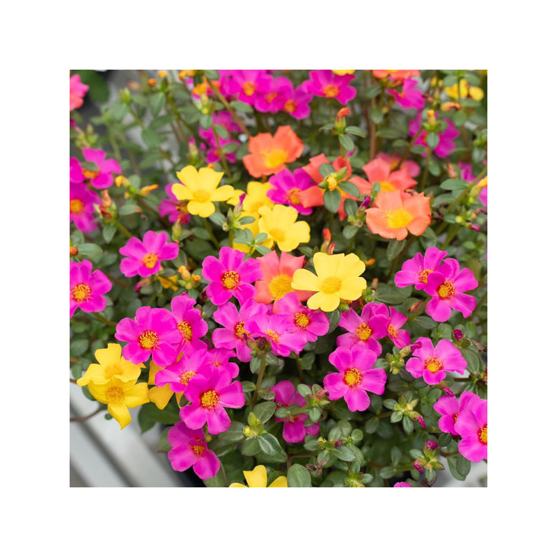 Portulaca en pot
