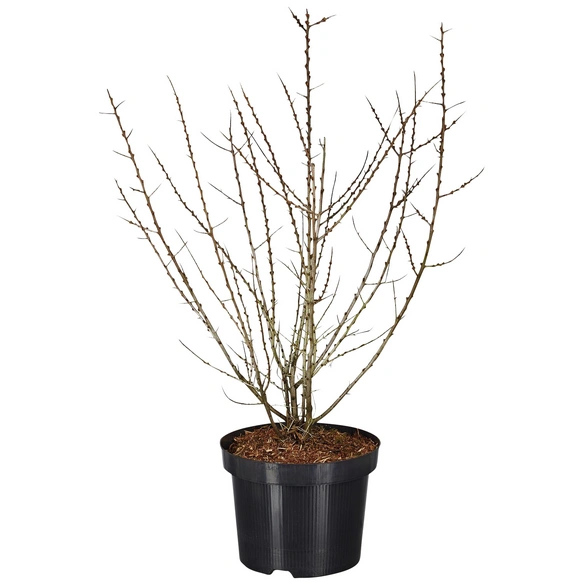 Sanddorn, männlich, Hippophae rhamnoides »Pollmix«, Blätter: grün, Blüten: grün/braun