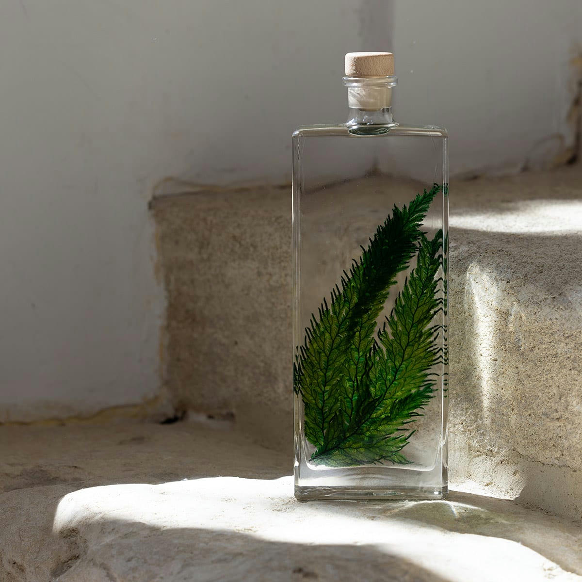 HERBARIUM DE THEOPHILE - Plante immergée Fougère Colombienne