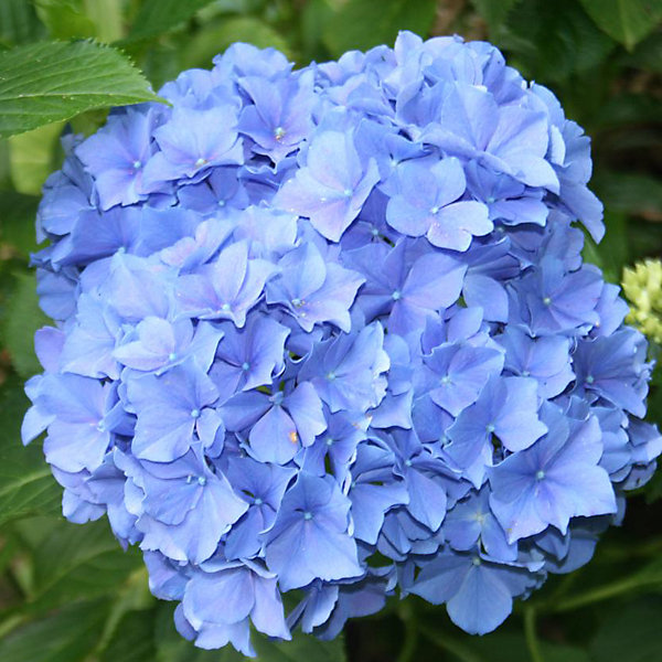 2 x Hortensia 'Blauer Zwerg' - Hydrangea macrophylla 'Blauer Zwerg'- 25-30 cm pot