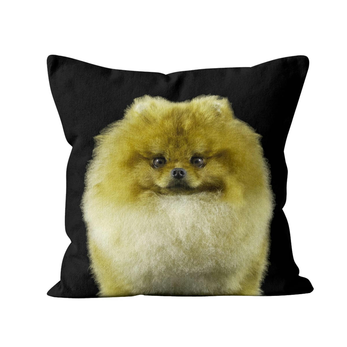 - Coussin chien sptiz poméranian suédine noir 40x40cm