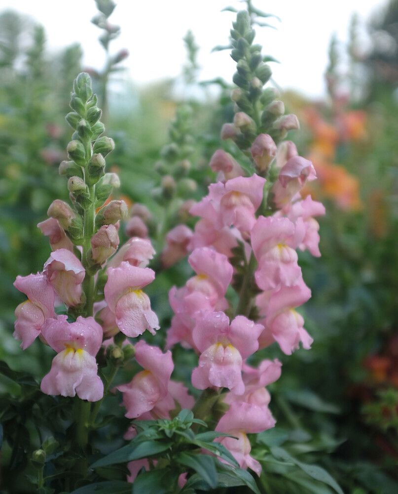 BLOMSTERFRØ NELSON GARDEN PRYDLØVEMUNN OPUS PINK F1