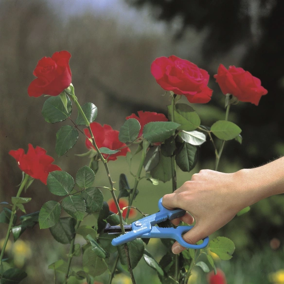 Gartenschere, türkis