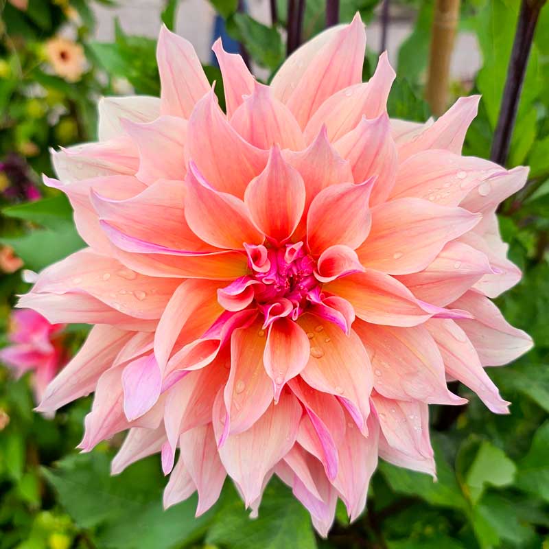 Dekorativdahlia 'Labyrinth'
