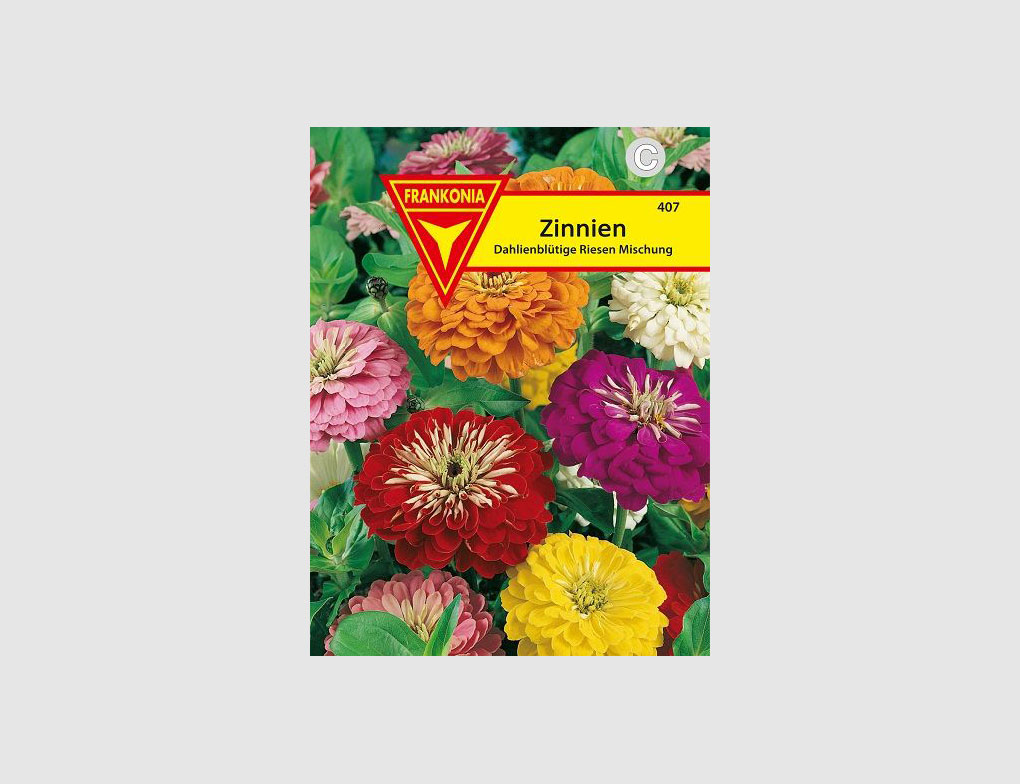 Zinnien
