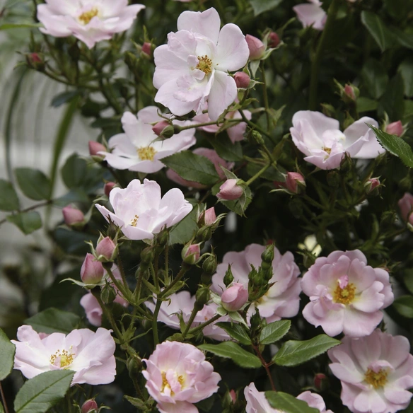 Zwergrose, Rosa »Sternenhimmel®«, Blüten: zartrosa