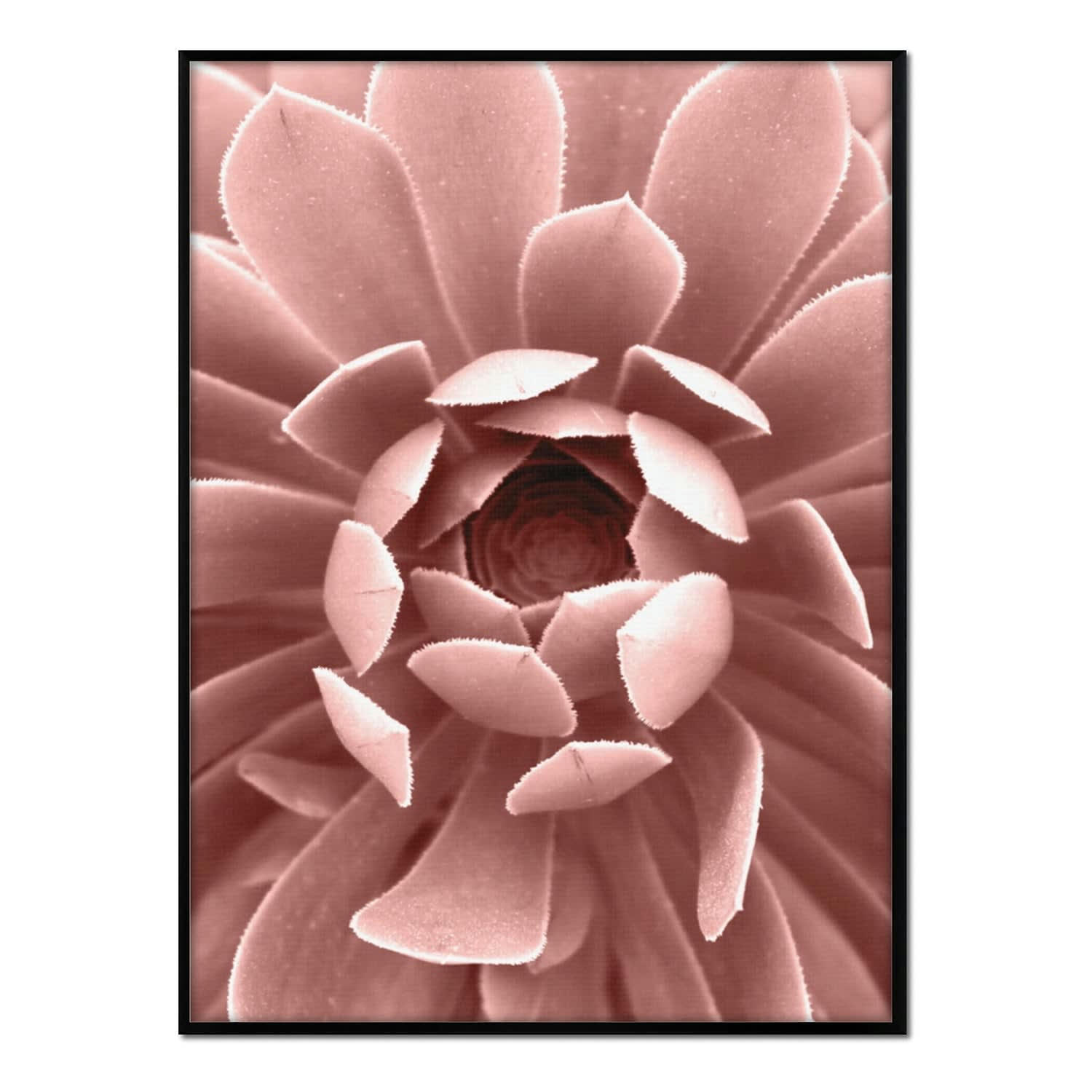 FLORES - Affiche avec cadre noir - Dahlia rose - 30x40