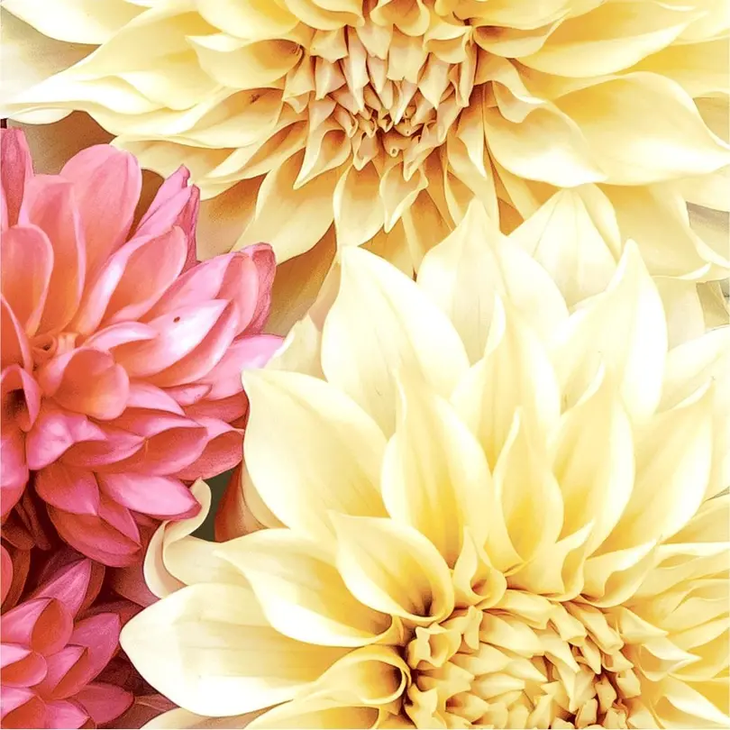 Serviette 20er-Set Soft Dahlias