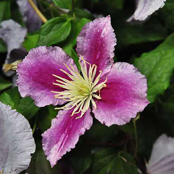 2 x Clématite 'Piilu' - Clematis 'Piilu'- 50-60 cm pot