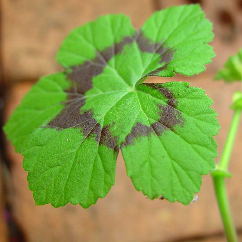 Vildpelargon P. mutans