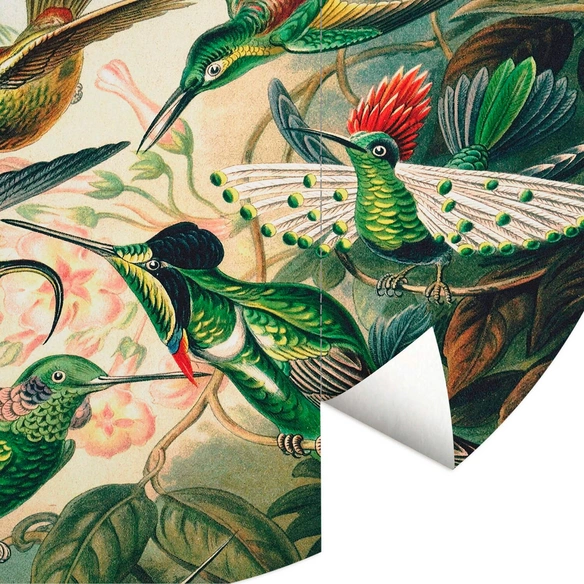 Vliestapete »Runde Vliestapete«, Haeckel Kolibris Nostalgische, mehrfarbig, matt