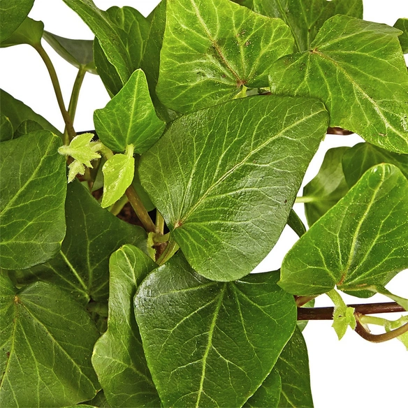 Efeu, Hedera helix »Wonder«, winterhart