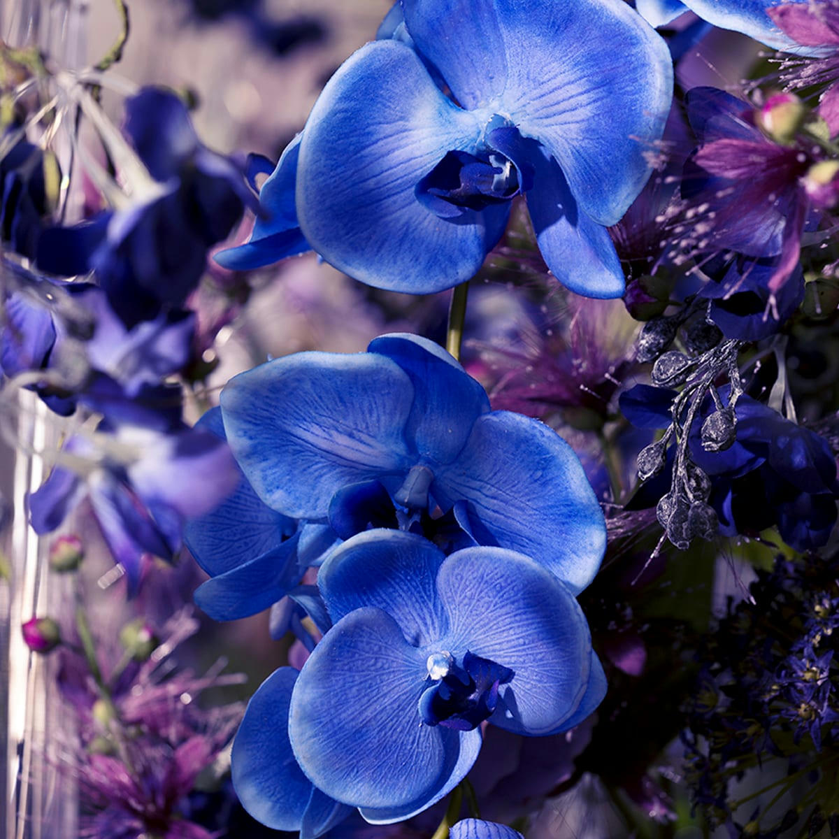 FOREVER - Orchidée Phalaenopsis Forever H47cm