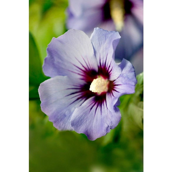 Garteneibisch, Hibiscus syriacus »Red Heart«, Blätter: grün, Blüten: zweifarbig