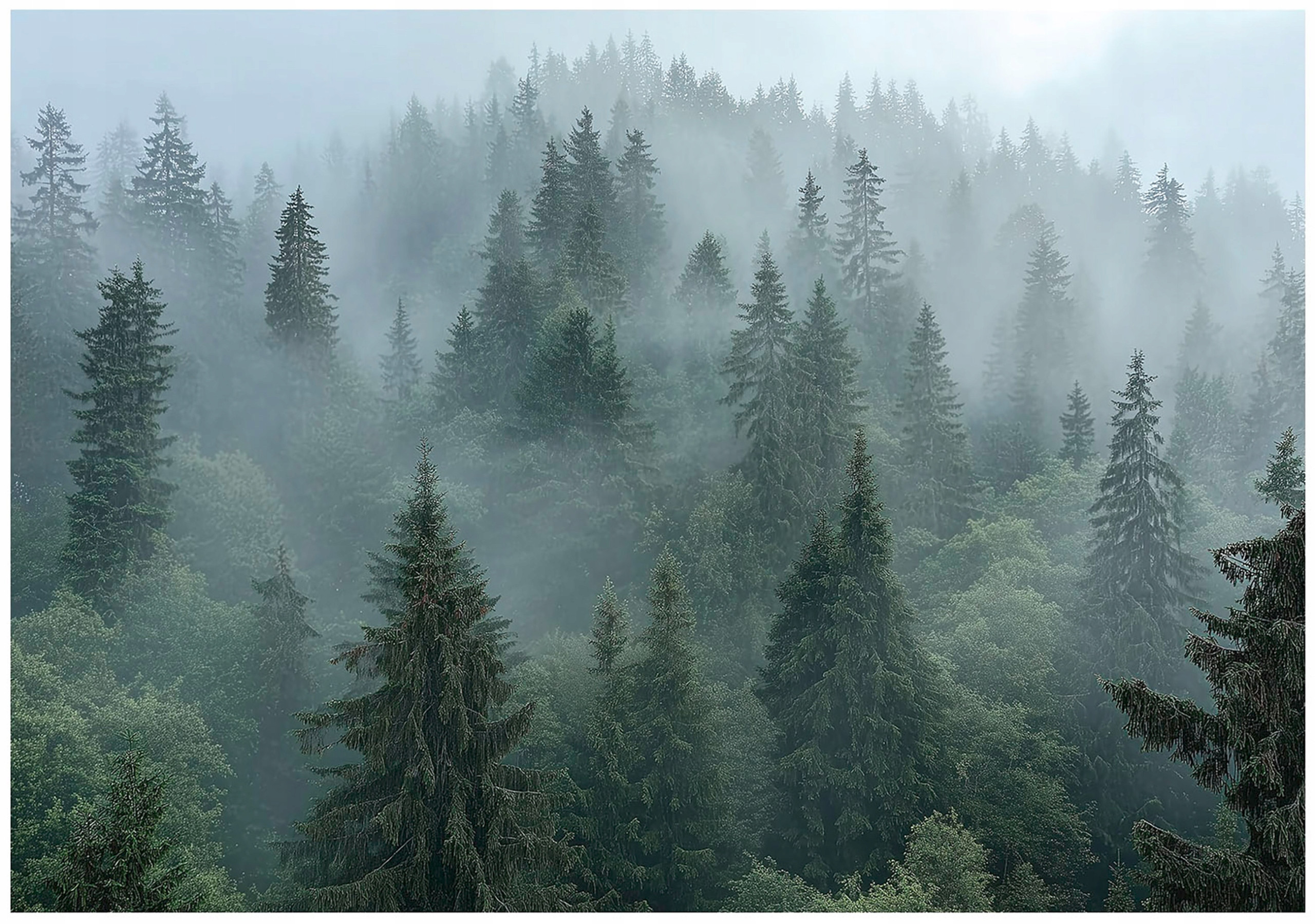 Fototapeta las we mgle drzewa 3d natura na ścianę sypialnia salon 250x175