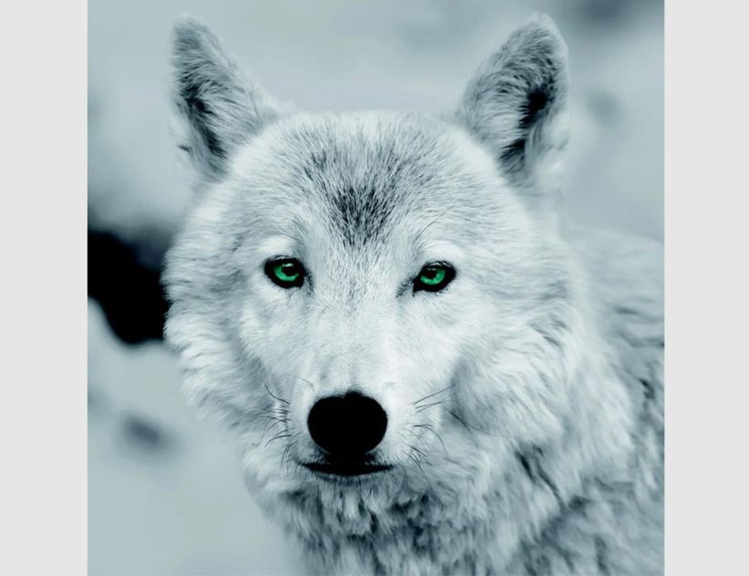 Bild Wolf Schwarz Weiß mit grünen Augen