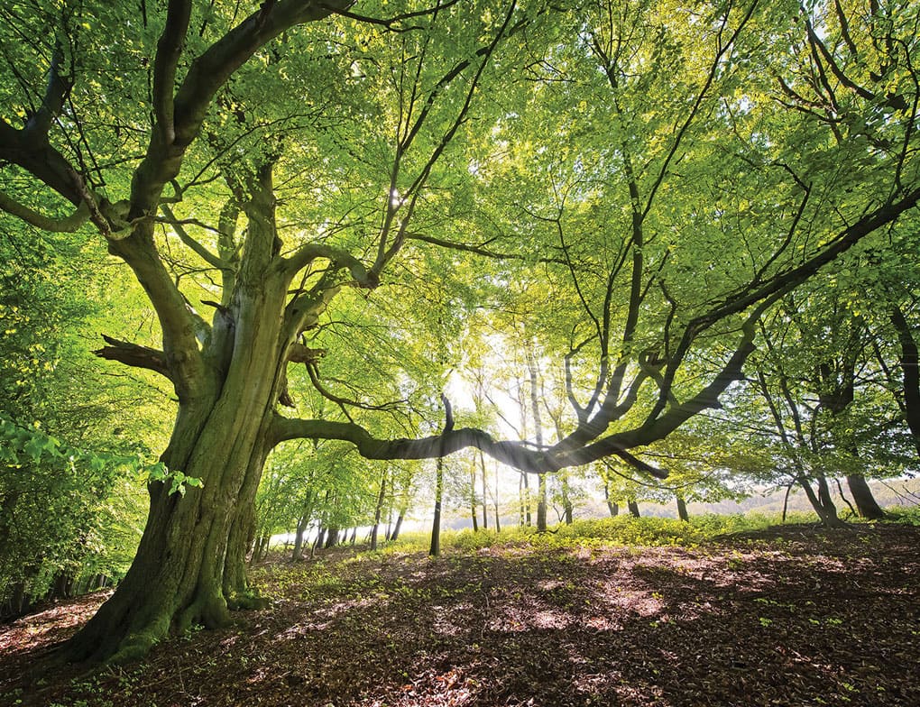 Fototapete WALDBLICK