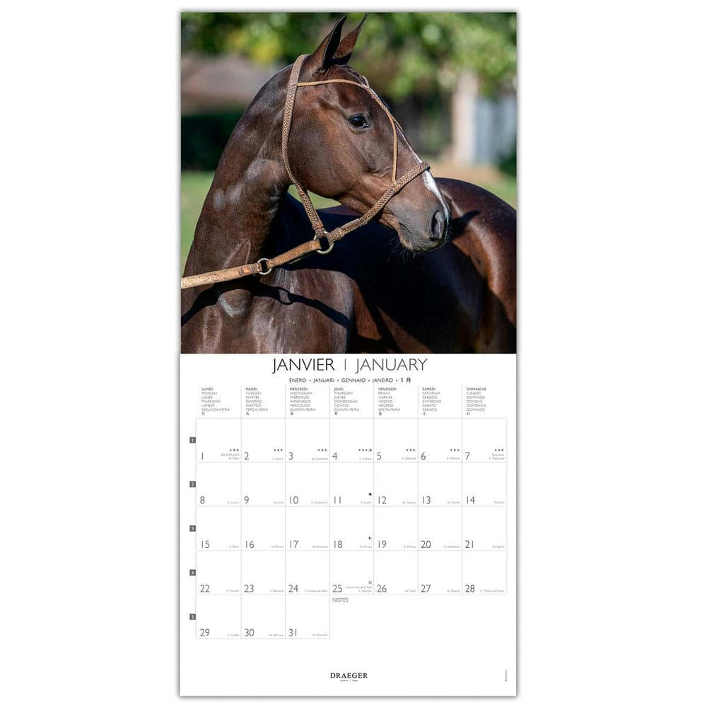 - Grand calendrier mural 29x29  cm - 2024 - Chevaux