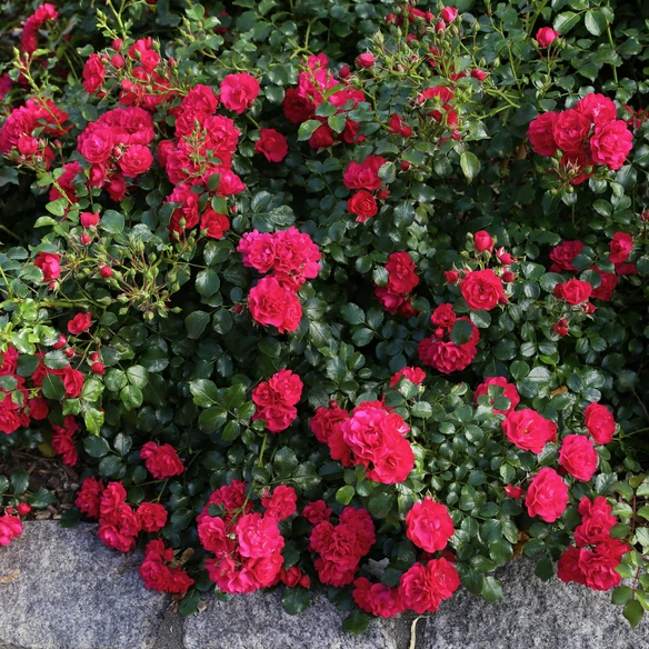 Rose »Gärtnerfreude«