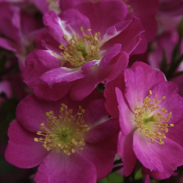Zwergrose, Rosa »Lupo®«, Blüten: rosa/purpurfarben