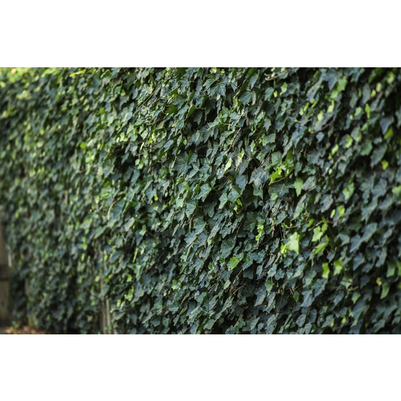 Efeu, Hedera helix »Plattensee«, winterhart