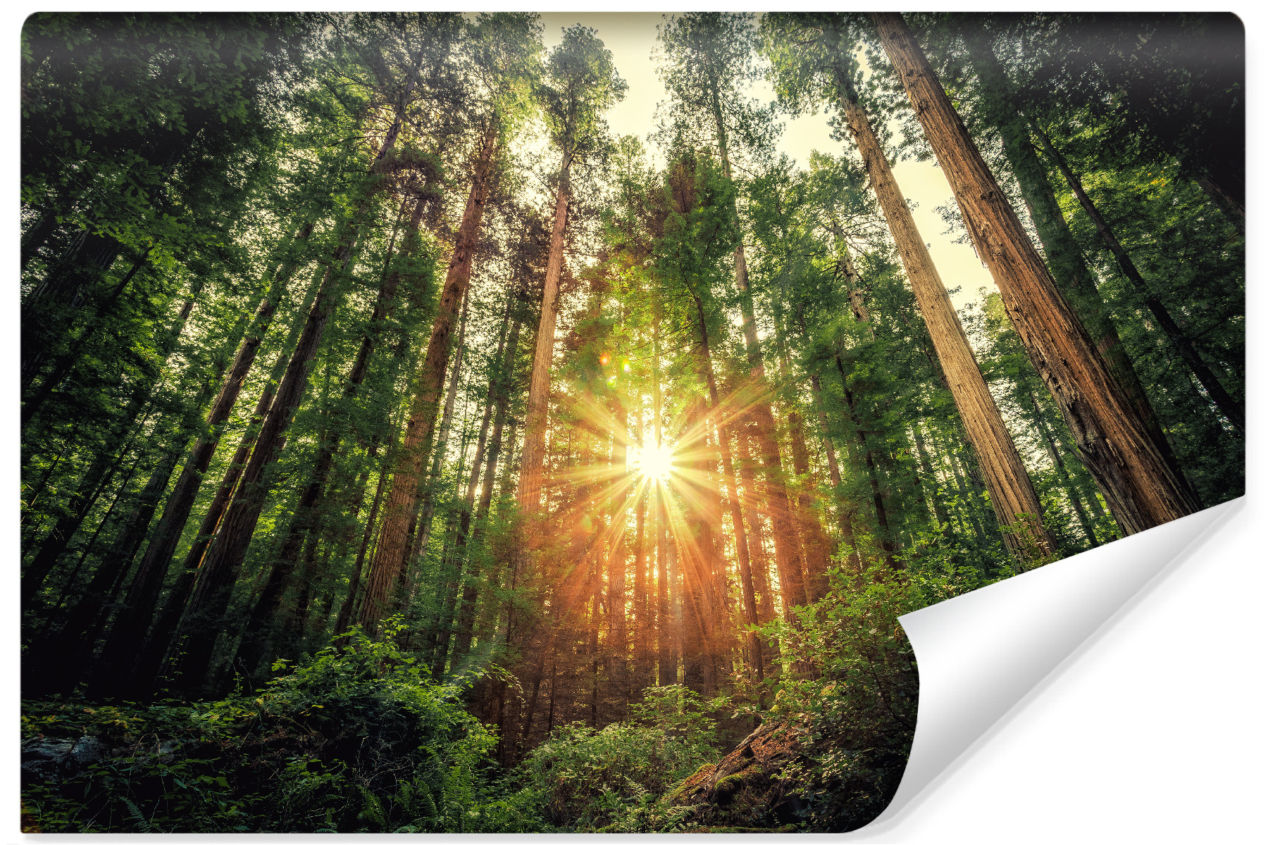 Fototapeta LAS Sekwoje Przyroda Słońce 3D 90x60cm