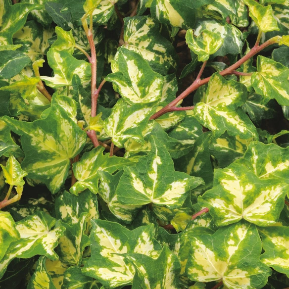 Efeu, Hedera helix »Kolibri«, winterhart