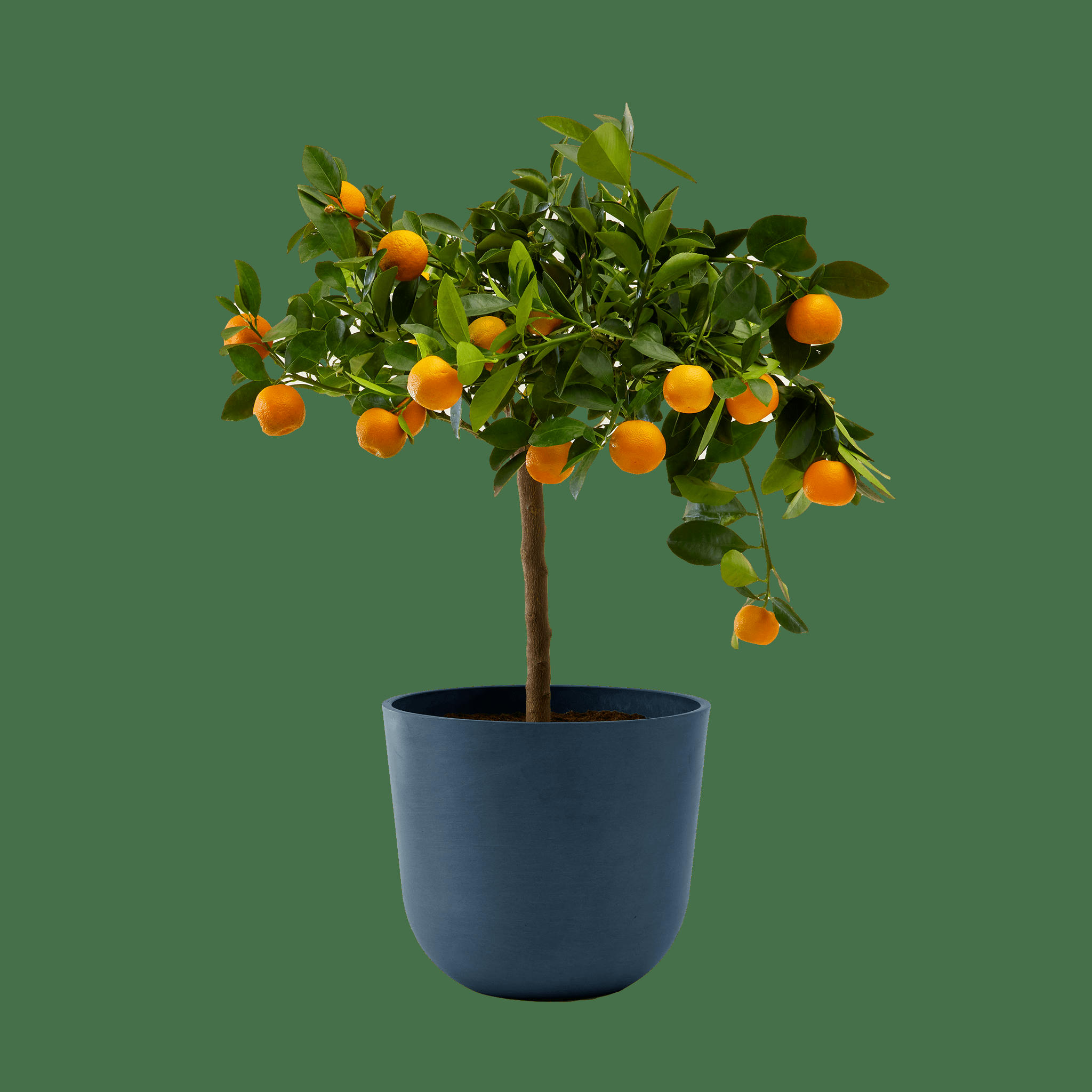 - Plante d'intérieur- Calamondin 75 cm en pot bleu nuit