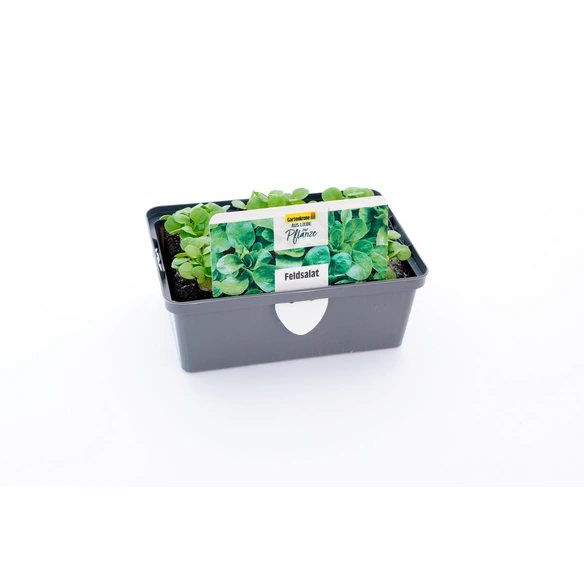 Pflanze, Feldsalat, 6er Schale