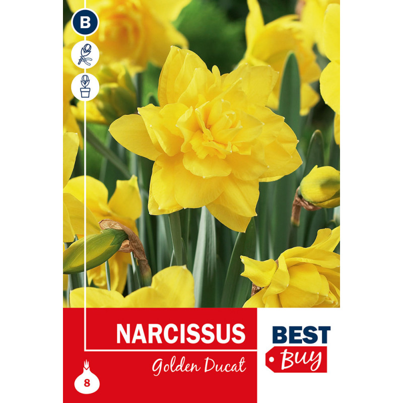 Bulbes de narcisses Golden Ducat 8 pièces