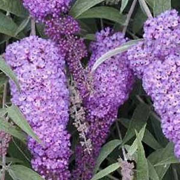 2 x Arbre aux papillons - Buddleja davidii 'Nanho Blue'- 40-60 cm pot