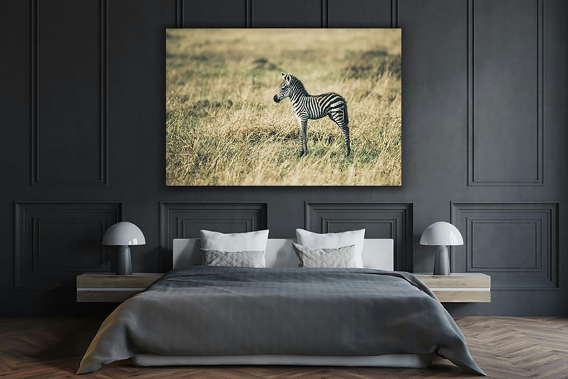 PETIT ZÈBRE - Photographie d'art des BestJobers 30x45 cm sur alu