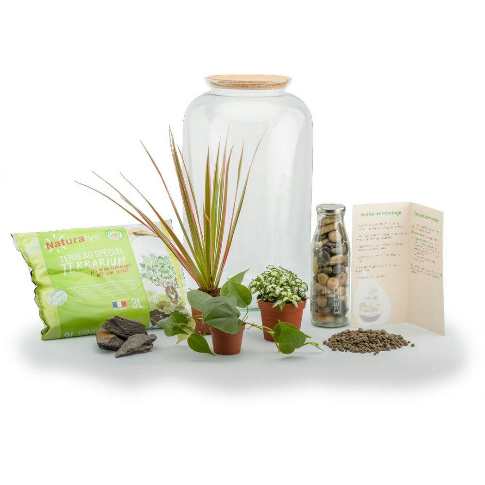 TERRA KIT - Kit terrarium plantes bonbonne mix m (23 x 41 cm)