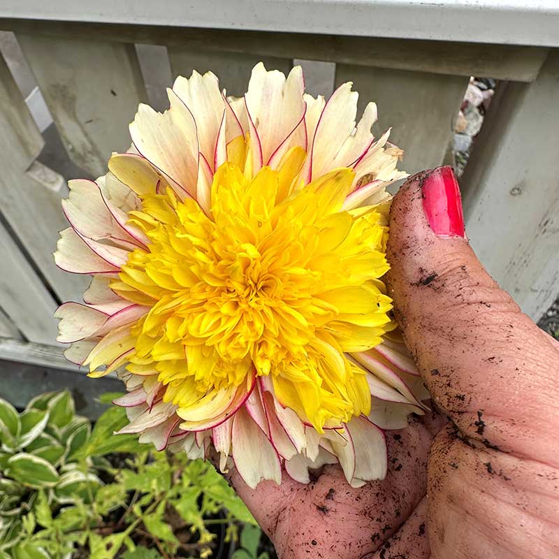 Anemondahlia 'Polka'