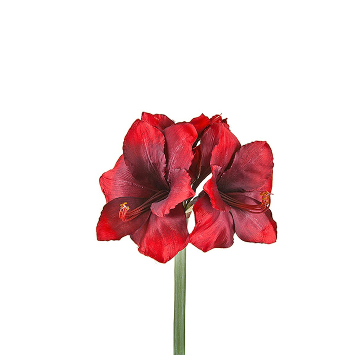 - Amaryllis H47