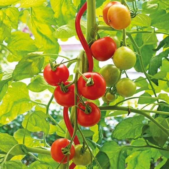 Tomatenspiralstab, Stahl