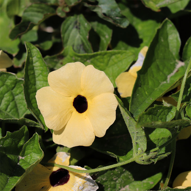 Svartöga 'Aurea Oculata'