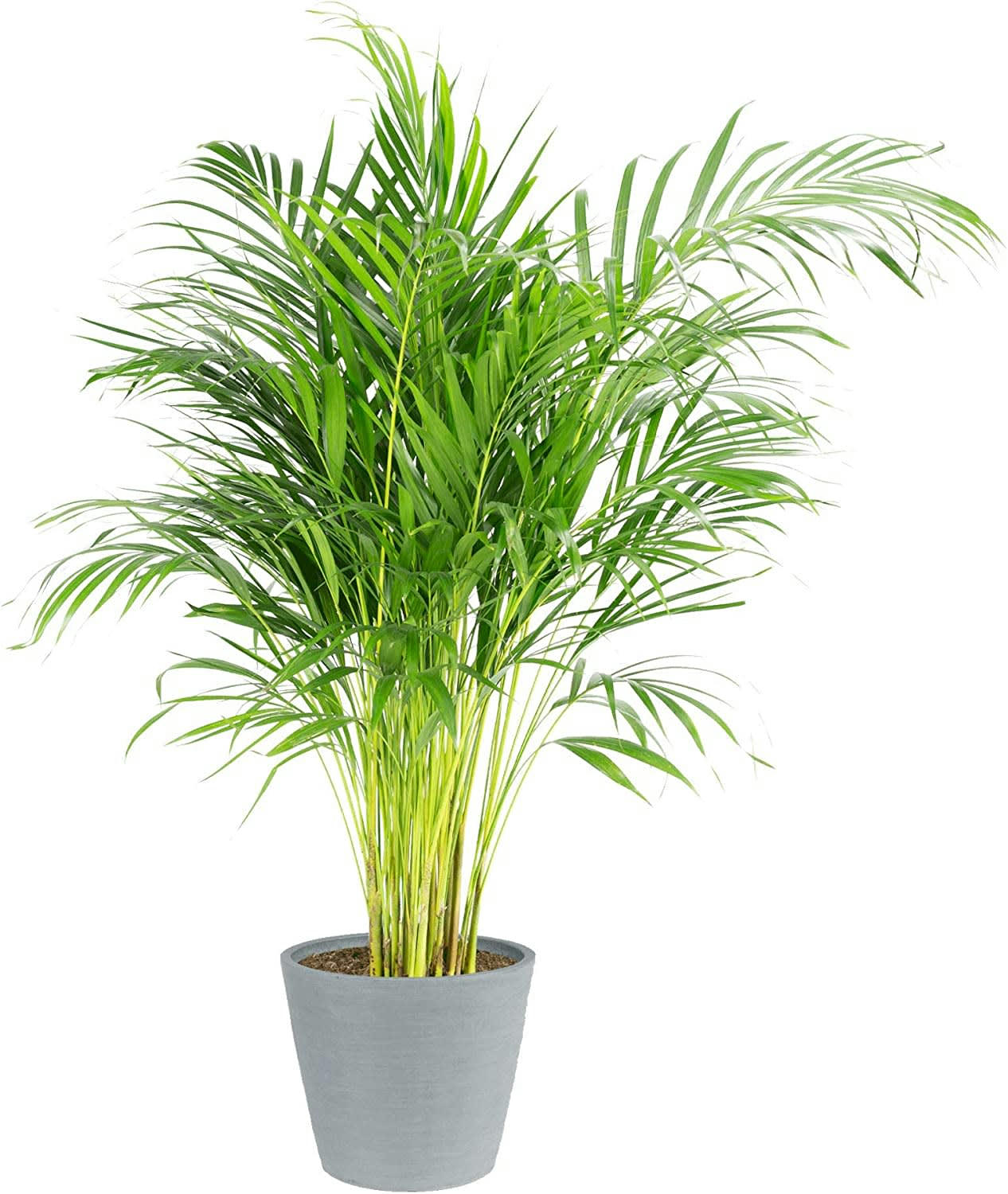 - Plante d'intérieur - Palmier areca en pot bleu gris (120cm)