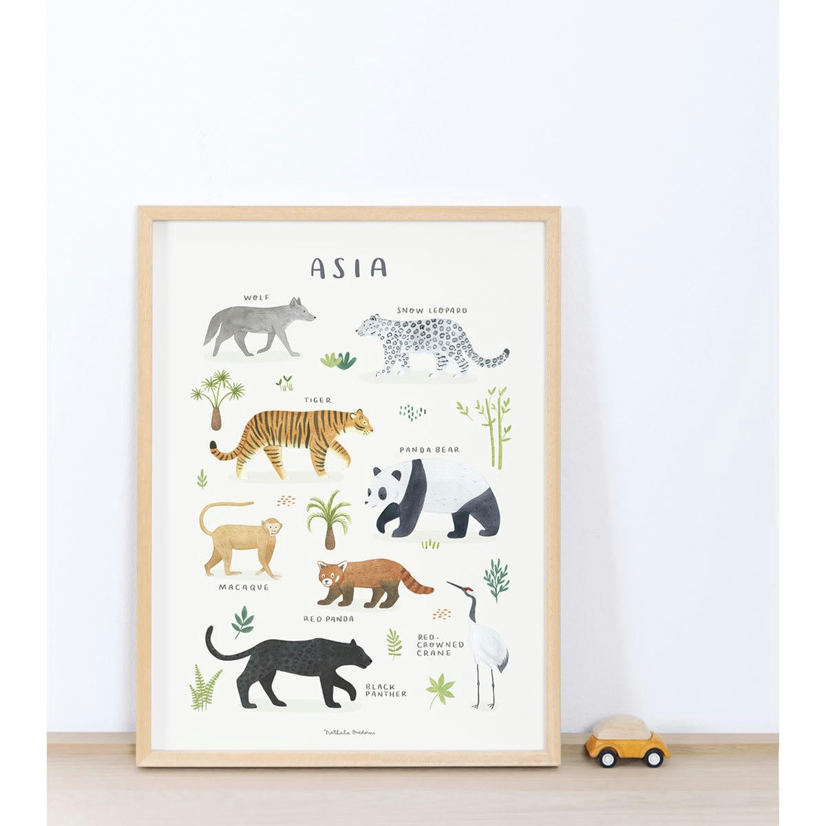 LIVING EARTH - Affiche Animaux d'Asie (30 x 40 cm)